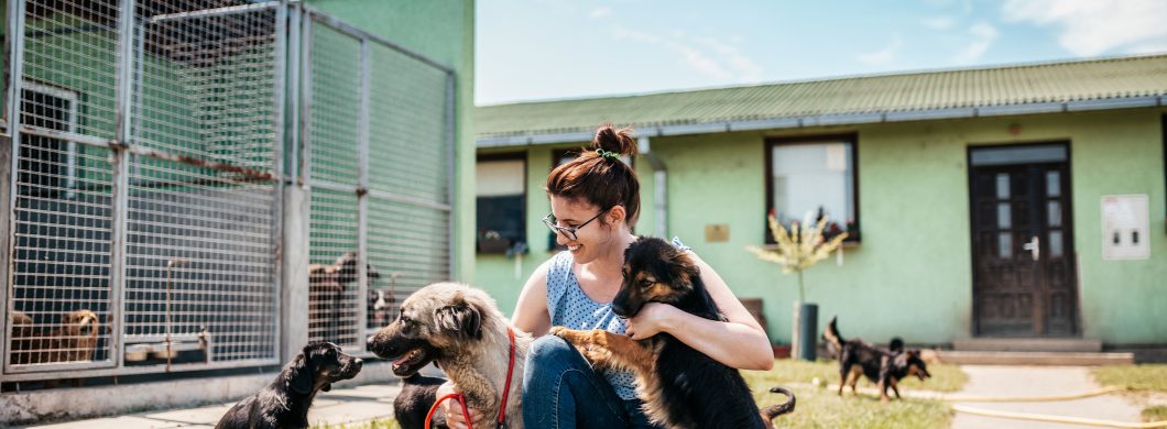 Dog shelter
