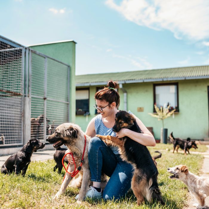 Dog shelter